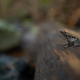 The Myristica swamps host a wide range of biodiversity, many of which are found only in this ecosystem.